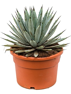 Agave macroacantha Grijs 40 cm