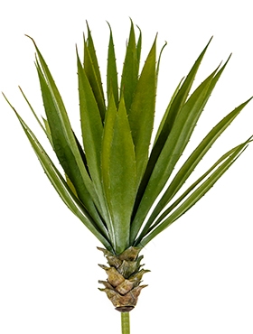 Agave Toef