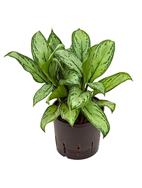 Aglaonema Christina Toef 35 cm