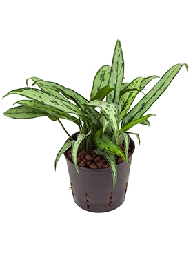 Aglaonema Cutlass Toef 25 cm