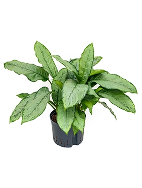 Aglaonema Freedman Toef 65 cm