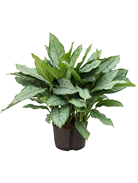 Aglaonema Freedman Toef 70 cm