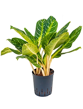 Aglaonema Key lime Toef 60 cm