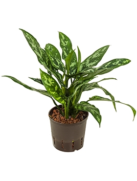 Aglaonema Maria Toef 25 cm