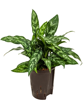 Aglaonema Maria Toef 35 cm