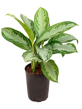 Aglaonema Silver Bay Toef 40 cm