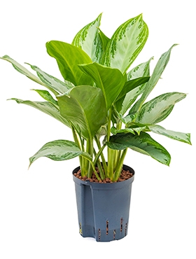 Aglaonema Silver Bay Toef 40 cm