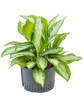 Aglaonema Silver Bay Toef 55 cm