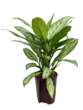 Aglaonema Silver King Toef 45 cm