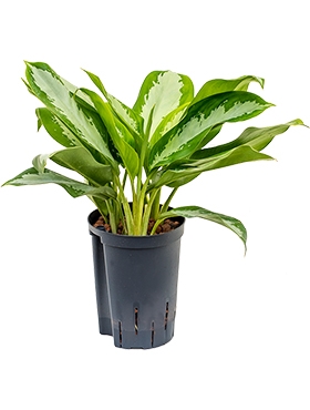 Aglaonema Silver Moon Toef 40 cm