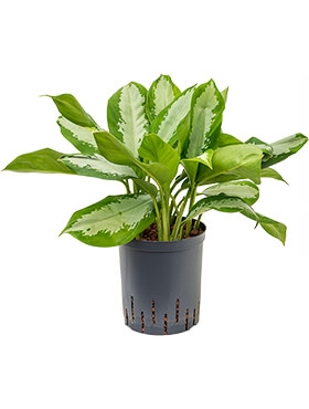 Aglaonema Silver Moon Toef 50 cm