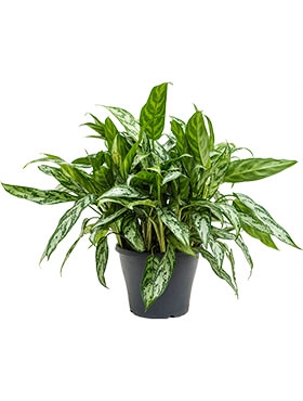 Aglaonema Silver Queen Compact Toef 45 cm