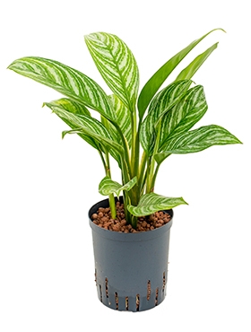 Aglaonema Stripes Toef 55 cm