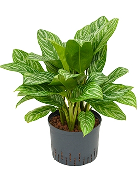 Aglaonema Stripes Toef 65 cm