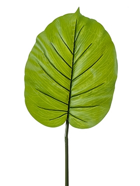 Alocasia Blad