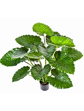 Alocasia calidora Bush