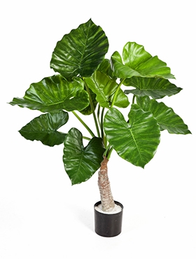 Alocasia calidora Toef