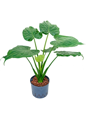 Alocasia cucullata 75 cm