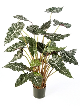 Alocasia Toef