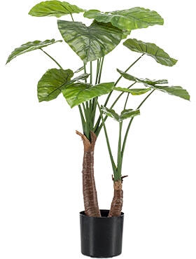 Alocasia Vertakt (14 lvs.) 0