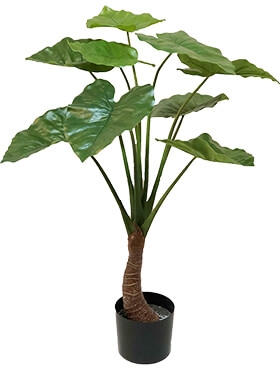 Alocasia Vertakt (9 lvs.)