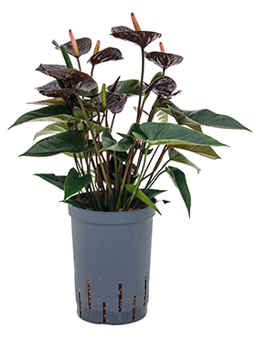 Anthurium andraeanum Black Bush Zwart 40 cm