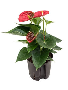 Anthurium andraeanum Sierra Bush Rood 35 cm