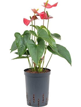 Anthurium andraeanum Sierra Bush Rood 45 cm