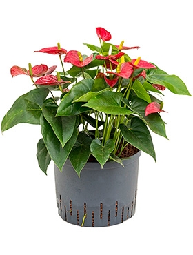 Anthurium andraeanum Sierra Bush Rood 45 cm