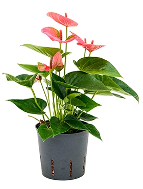 Anthurium andraeanum Sweet Dream Bush Roze 30 cm