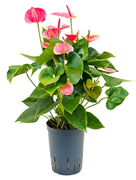 Anthurium andraeanum Sweet Dream Bush Roze 45 cm