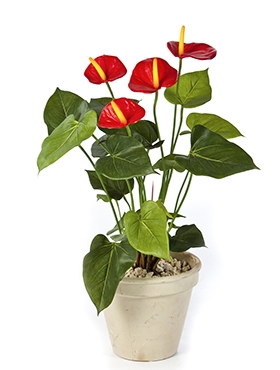 Anthurium Bush Red