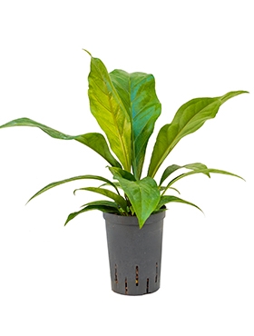 Anthurium elipticum Jungle Bush Bush 50 cm