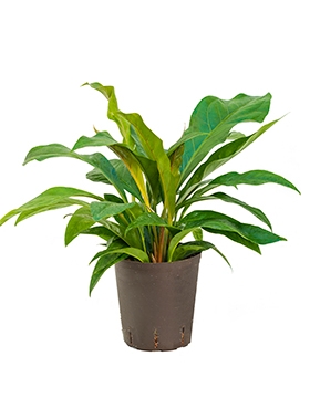 Anthurium elipticum Jungle Bush Bush 55 cm