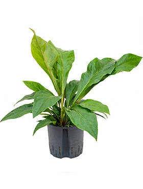 Anthurium elipticum Jungle Bush Bush 60 cm