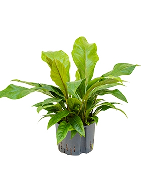 Anthurium elipticum Jungle Bush Bush 60 cm