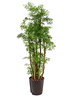 Aralia (polyscias) ming Vertakt 90 cm