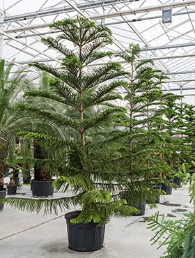 Araucaria heterophylla Bush 450 cm