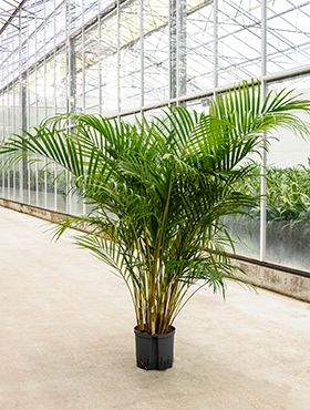 Areca (chrysalidoc.) lutescens Toef 140 cm