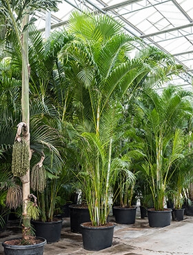 Areca (chrysalidoc.) lutescens Toef 500 cm