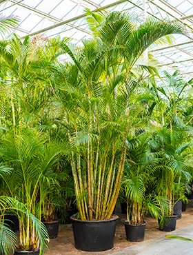 Areca (chrysalidoc.) lutescens Toef 525 cm