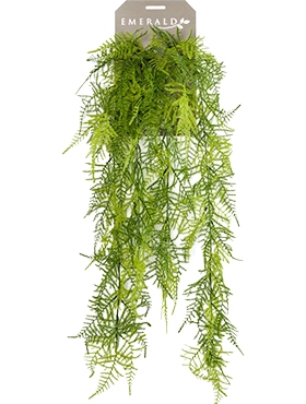 Asparagus plumosus Hanging Bush