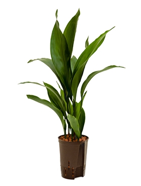 Aspidistra elatior Toef 60 cm