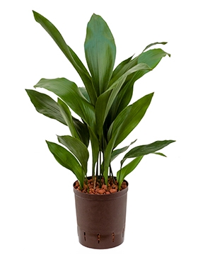 Aspidistra elatior Toef 65 cm