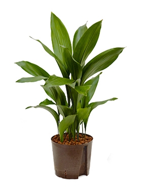 Aspidistra elatior Toef 80 cm