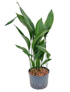 Aspidistra elatior Toef 90 cm