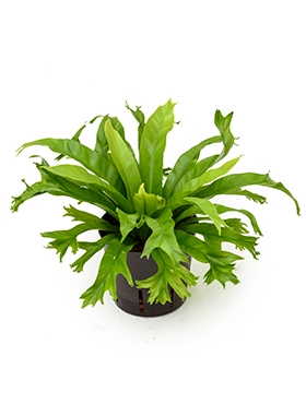 Asplenium amy 25 cm