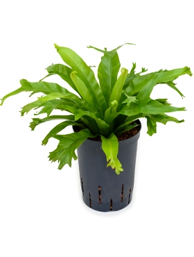 Asplenium amy 35 cm