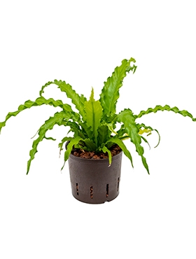 Asplenium osaka 30 cm