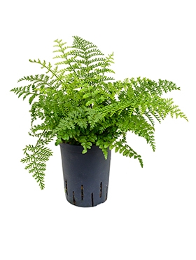 Asplenium parvati 30 cm